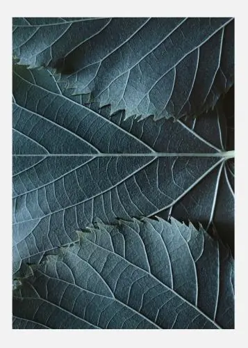 Blue Leaves Tablou Pe Pânză (30x40 cm) Calitate înaltă